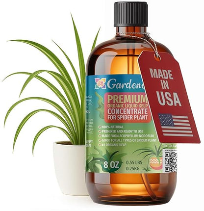 GARDENERA Premium Organic Seaweed & Kelp Superfood for Spider Plant Plants - 8 oz - Liquid Kelp Fertilizer Concentrate (Makes 45 Gallons)