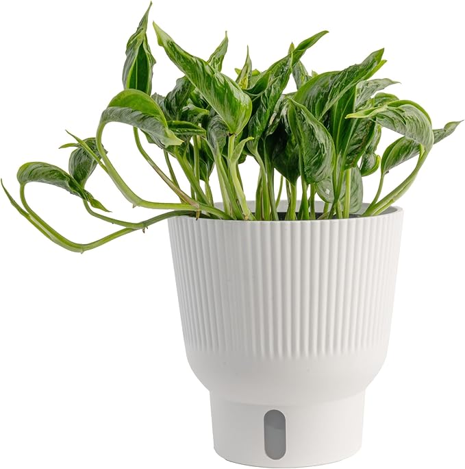 Costa Farms Pothos Shangri-La Live Plant, Climbing Trailing Indoor Houseplant | 12-Inches Tall | Trending Tropicals Collection | Self-Watering Pot | Easy Grow Plant for Home, Room Decor