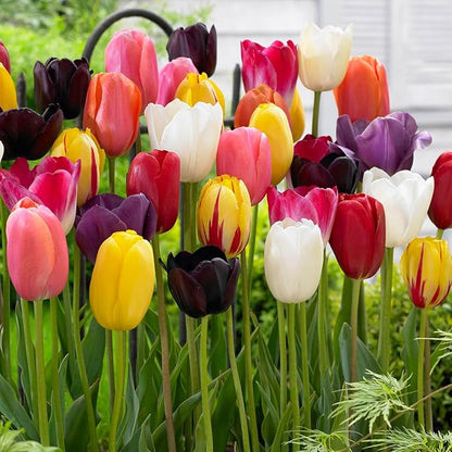 Garden State Bulb Bright Sunshine Mix Single Late Tulip Flower Bulbs, 12/+ cm, Fall Planting (Bag of 250)