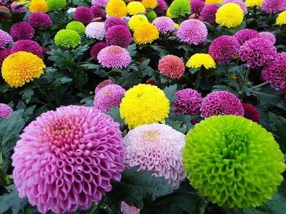 100PCS Pompon Chrysanthemum Seeds Mixed Color Aster Pompon Callistephus Flower Seeds