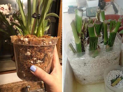 30 QT Professional Grade Horticultural Organic Perlite (30 QT, Perlite)