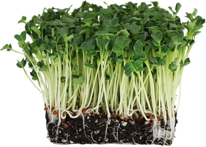 Organic Radish Sprouting Seeds: 30 Lb - Bulk Non-GMO Radish Seed for Sprouting Sprouts, Microgreens, Prepper Food Storage, Hydroponics, Vegetable Gardening, More