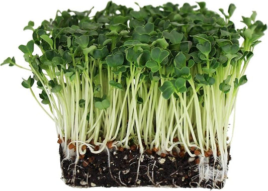 Organic Radish Sprouting Seeds: 30 Lb - Bulk Non-GMO Radish Seed for Sprouting Sprouts, Microgreens, Prepper Food Storage, Hydroponics, Vegetable Gardening, More