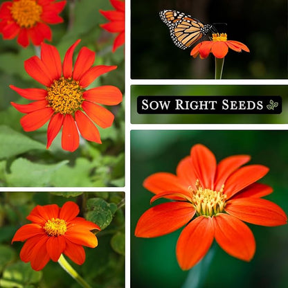 Sow Right Seeds - Mexican Sunflower Seeds for Planting - Non-GMO Heirloom Packet with Instructions for Growing - Bright Orange Blooms, Super Tall Stalks - Enjoys Outdoors or Indoors as Cut Flower (2)