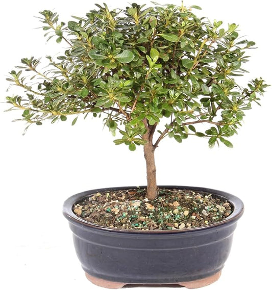 Brussel's Bonsai Live Satsuki Azalea Bonsai, Outdoor, Live Flowering Bonsai Tree - Medium, 6 Years Old, 8 to 10 inches Tall - Ceramic Bonsai Pot