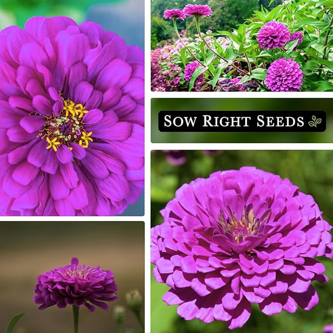 Sow Right Seeds - Purple Prince Zinnia Flower Seeds for Planting - Non-GMO Heirloom Seed - Heat & Drought Resistant - Huge Purple Blossoms - Beautiful to Plant in Your Garden - Cut and Come Again (2)