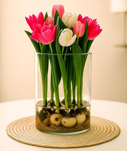 Pre-Chilled Tulip Bulbs for Forcing Indoors - Easy to Grow - Grow in Water or Dirt Indoors or Plant - Prechilled Indoor Bulbs (20 Bulbs)
