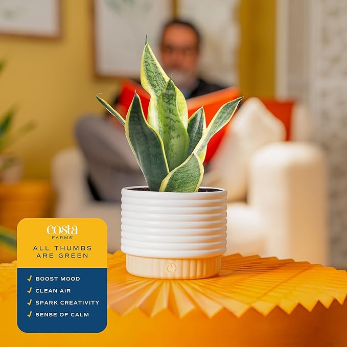 Costa Farms Snake Plant, Sansevieria Live Plant in Decorative Pot, Easy to Maintain, Air Purifying Succulent Indoor Houseplant, Assorted Variety, Home, Room, or Office Décor, 8-12 Inches Tall