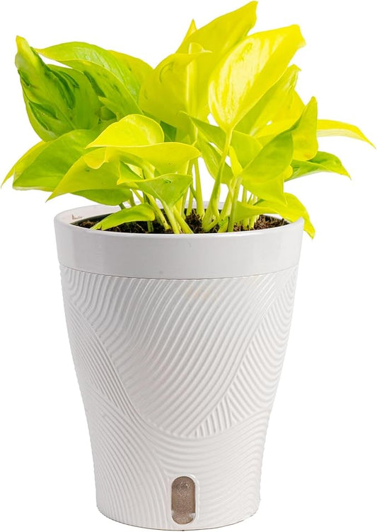Costa Farms Champs Élysées Pothos Live Plant, Climbing or Trailing Indoor Houseplant | 12-Inches Tall | Trending Tropicals Collection | Self-Watering Pot | Easy Grow Plant for Home, Room Decor