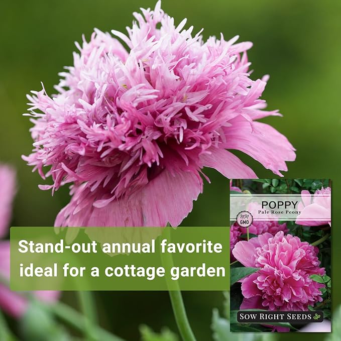 Sow Right Seeds - Pale Rose Peony Poppy Seeds for Planting - Non-GMO Heirloom Annual Variety - Beautiful Poppy Flowers - Ideal for Gardens, Flower Beds - Easy to Grow - Pink Peony Blossoms (1)
