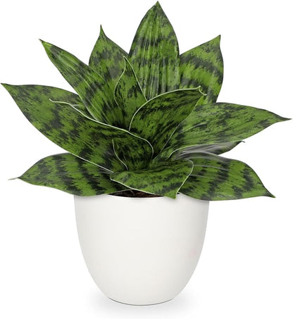 Hollyone Artificial Snake Plants 9" Faux Agave Succulent Plant Potted in White Pot Fake Sansevieria Aloe Tropical Plant for Desk Modern Office Home Bathroom Indoor Outdoor Decor