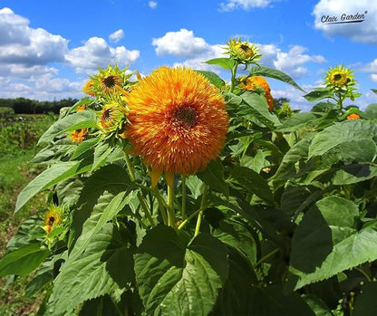 Sunflower Seeds - Giant Teddy Bear - 50 Seeds - Heirloom, Non-GMO, USA Grown, Excellent for Pollinators, Annual, Deer Resistant - Sunflower Seeds for Any Home Garden