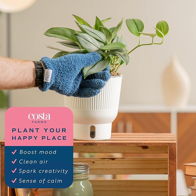 Costa Farms Live Indoor Trending Tropicals Sterling Silver Plant 15-Inches Tall, White Décor Pot