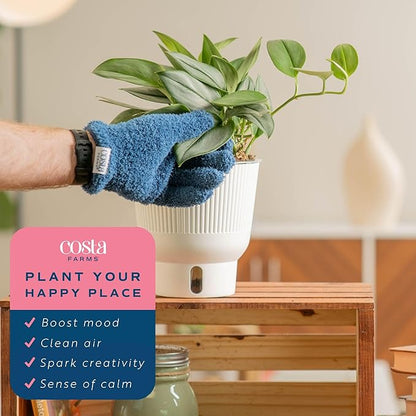 Costa Farms Live Indoor Trending Tropicals Sterling Silver Plant 15-Inches Tall, White Décor Pot