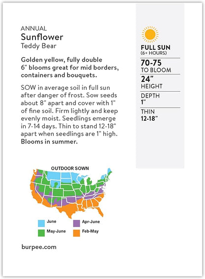 Burpee 'Teddy Bear' Sunflower Seeds for Planting- 1.5gm Non-GMO Seed Packet - Dwarf Sunflowers, Double Blooms, Annual, Container Garden Flower Seeds, Direct Sow (Sunflower, Teddy Bear)