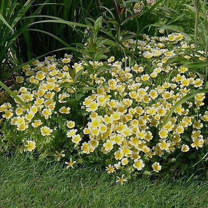 1000 Limnanthes Douglasii Dwarf Poached Egg Plant Seeds Colour Meadow Ground Cover Flowers for Planting Easy to Grow Outdoor Home Garden