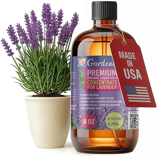 GARDENERA Premium Organic Seaweed & Kelp Superfood for Lavender Plants - 8 oz - Liquid Kelp Fertilizer Concentrate (Makes 45 Gallons)
