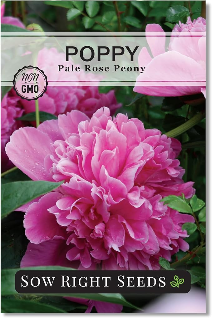 Sow Right Seeds - Pale Rose Peony Poppy Seeds for Planting - Non-GMO Heirloom Annual Variety - Beautiful Poppy Flowers - Ideal for Gardens, Flower Beds - Easy to Grow - Pink Peony Blossoms (1)