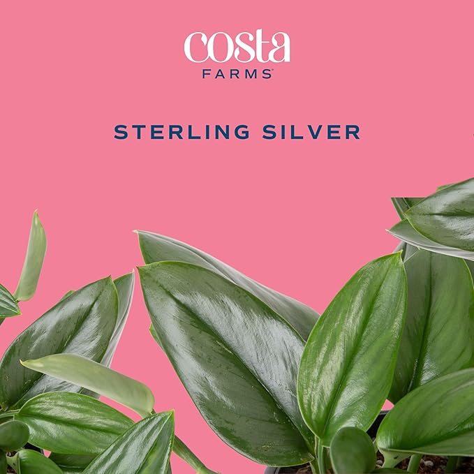 Costa Farms Live Indoor Trending Tropicals Sterling Silver Plant 15-Inches Tall, White Décor Pot