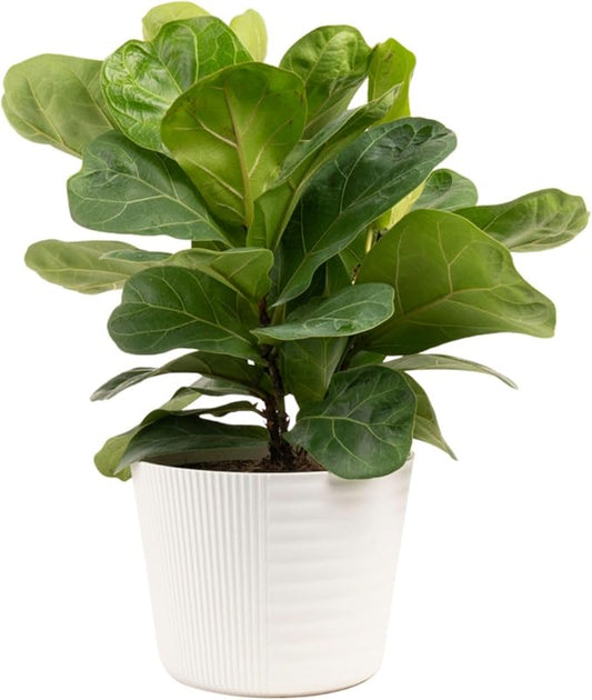 Costa Farms Little Fiddle Leaf Fig Live Plant in Decorative Plant Pot, Indoor Houseplant, Perfect for Home, Room, or Office Decor, Great House Warming or Birthday Gift, 12-18 Inches Tall
