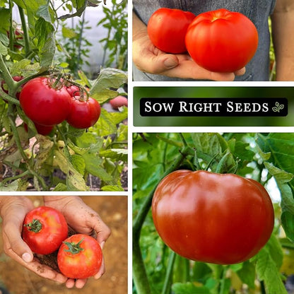 Sow Right Seeds - Marglobe Tomato Seeds for Planting - Non-GMO Heirloom Packet with Instructions to Plant and Grow a Home Vegetable Garden - Classic Medium Red Variety - Determinate Hydroponic (1)