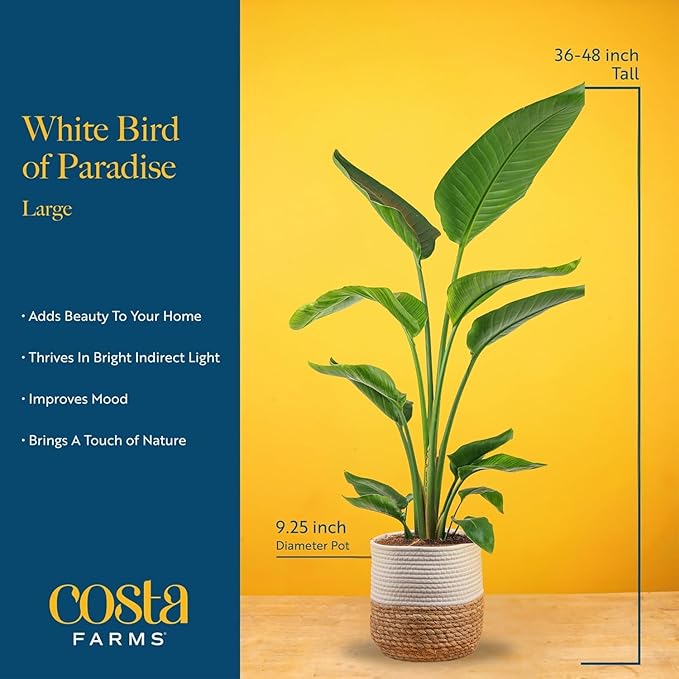 Costa Farms White Bird of Paradise Live Plant in Decorative Pot, Large Indoor Houseplant, Perfect for Home, Room, or Office Decor, Great House Warming or Birthday Gift, 3-4 Feet Tall