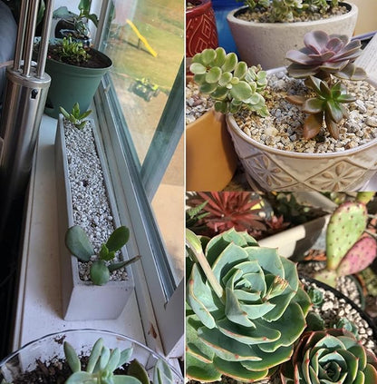 Horticultural Pumice for Plants Professional Sifted (8QT, 1/2 inch)