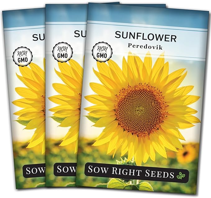 Sow Right Seeds - Peredovik Sunflower Seeds for Planting - Non-GMO Heirloom Packet with Instructions for Growing - Russian Black Sun Flower - Great for Wildlife and Sunflower Oil - Annual Blooms (3)
