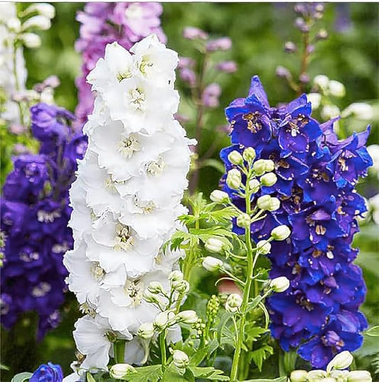 Larkspur Standard Seeds - Mixed Colors - 1800+ Seeds