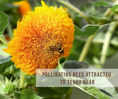 Sunflower Seeds - Giant Teddy Bear - 50 Seeds - Heirloom, Non-GMO, USA Grown, Excellent for Pollinators, Annual, Deer Resistant - Sunflower Seeds for Any Home Garden