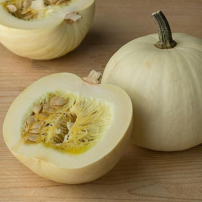 Seed Needs White Pumpkin Seeds for Planting Lumina Pumpkins - Non-GMO Heirloom & Untreated Vegetable Seeds to Plant an Outdoor Pumokin Patch - Perfect for Carving (5 Packs)