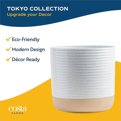 Costa Farms White Bird of Paradise Live Plant in Decorative Plant Pot, Large Indoor Houseplant, Perfect for Home, Room, or Office Decor, Great House Warming or Birthday Gift, 3-4 Feet Tall