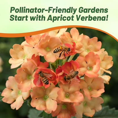 Outsidepride Apricot Verbena Seeds for Planting - 2000 Pcs. Annual, Drought Tolerant & Easy to Grow, Ground Cover with Fragrant & Vibrant Blooms for Window Boxes, Borders & Pollinator Gardens