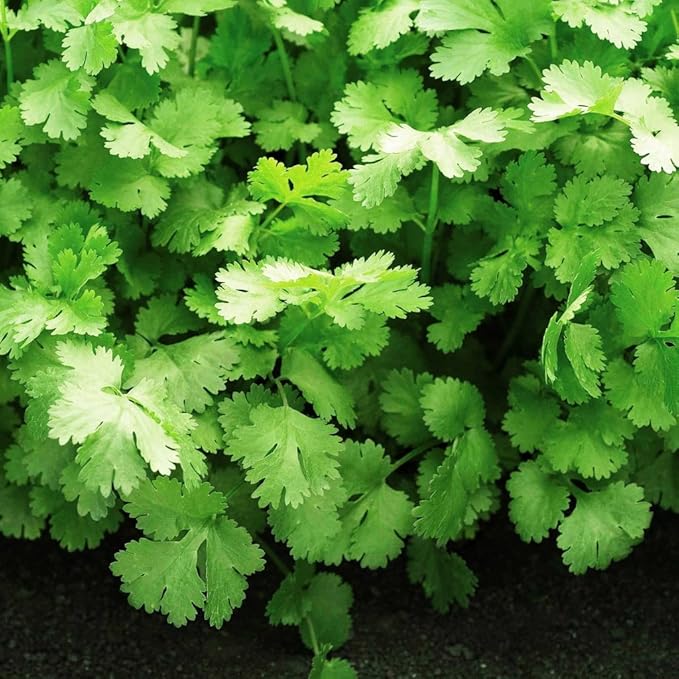 Gaea's Blessing Seeds - Cilantro Seeds - Non-GMO Heirloom Seeds with Easy to Follow Instructions - Leisure Coriander Heirloom - 90% Germination Rate (Single Pack)