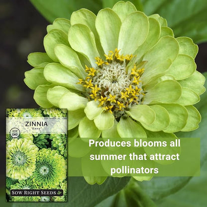 Sow Right Seeds - Zinnia Envy Flower Seeds for Planting - Beautiful Flowers to Plant in Your Garden - Non-GMO Heirloom Seeds - Chartreuse Green Variety - Attract Pollinators - Giant Cut Flower (1)