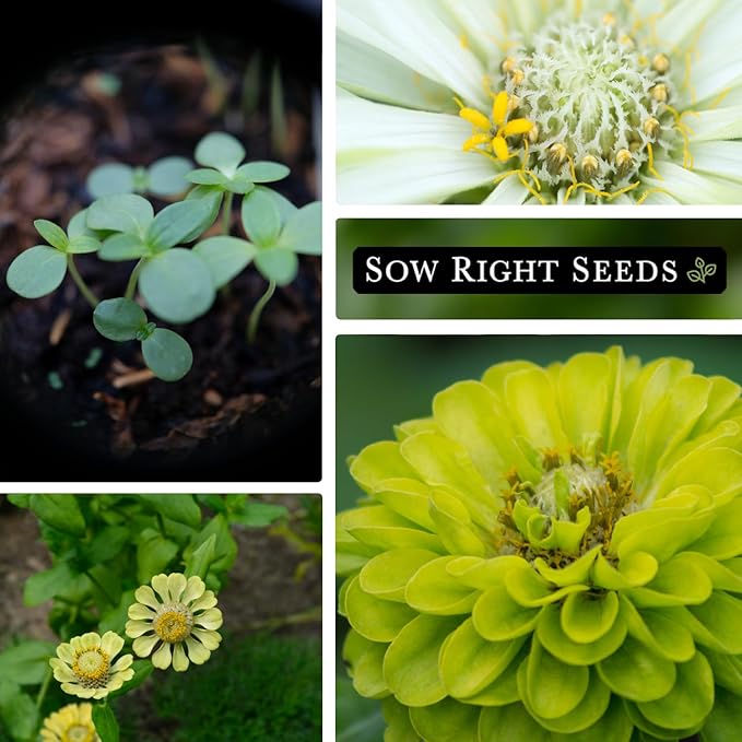 Sow Right Seeds - Zinnia Envy Flower Seeds for Planting - Beautiful Flowers to Plant in Your Garden - Non-GMO Heirloom Seeds - Chartreuse Green Variety - Attract Pollinators - Giant Cut Flower (1)