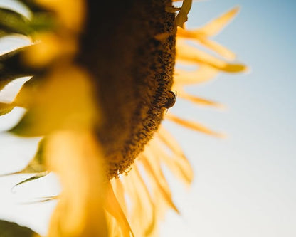 Peredovik Sunflower - 50 Seeds - Pollinator-Friendly, Attracts Birds, Bees & Butterflies, Non-GMO Russian Sunflower Seeds for Planting Outdoors in The Home Garden, Thresh Seed Company