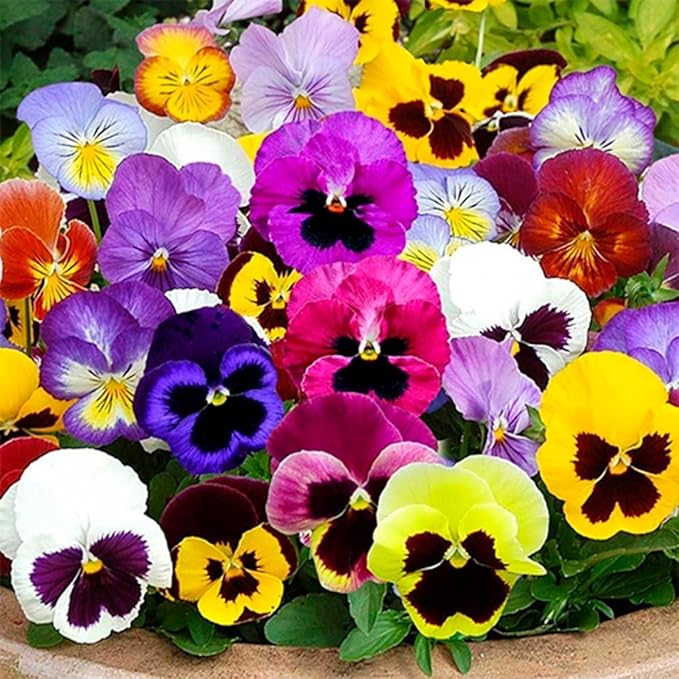 Seeds Viola Swiss Mix - Perennial Flowers for Planting - GMO Free