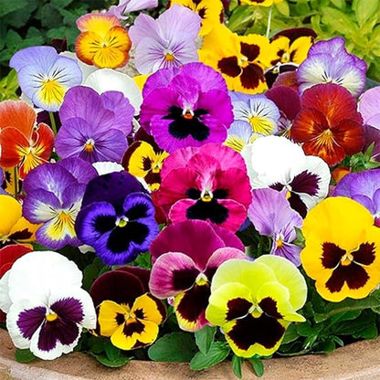 Seeds Viola Swiss Mix - Perennial Flowers for Planting - GMO Free