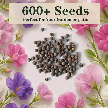 600+ Count Sweet Pea Seeds – Fragrant Flower Seeds, Easy to Grow with High Germination, Colorful Flowering Vines for Trellis, Garden Beds, Balcony, and Patio Planter