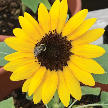 Burpee 'Sunray Yellow Hybrid' Sunflower Seeds for Planting - 500mg Non-GMO Seed Packet - Dwarf Plants, Hybrid, Annual Flower, Pollinator Friendly Garden, Direct Sow (Sunflower, Sunray Yellow Hybrid)