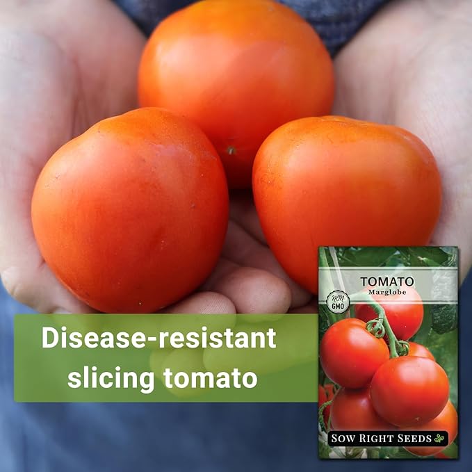 Sow Right Seeds - Marglobe Tomato Seeds for Planting - Non-GMO Heirloom Packet with Instructions to Plant and Grow a Home Vegetable Garden - Classic Medium Red Variety - Determinate Hydroponic (1)