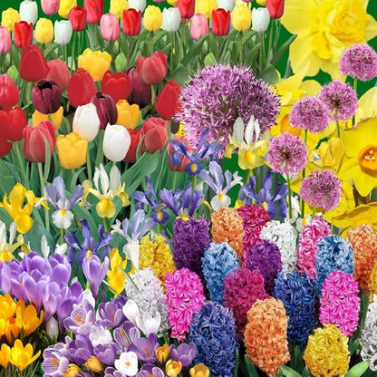 30 Mix Flower Bulbs, Assorted Bulbs for Planting, Mixed Tulips, Daffodils, Hyacinths, Allium & Iris - Colorful Hardy Perennial Flower Bulb Bulk for Spring Blooms, Fall Planting in Gardens, Borders