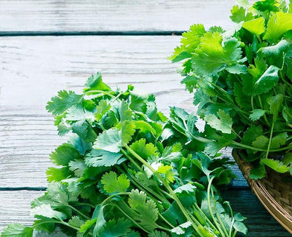 Gaea's Blessing Seeds - Cilantro Seeds - Non-GMO Heirloom Seeds with Easy to Follow Instructions - Leisure Coriander Heirloom - 90% Germination Rate (Single Pack)