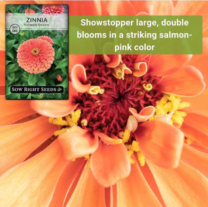 Sow Right Seeds - Salmon Queen Zinnia Seeds for Planting - Non-GMO Heirloom Packet to Plant & Grow an Outdoor Home Flower Garden - Annual, Giant Pink Blooms to Cut and Come Again (3)