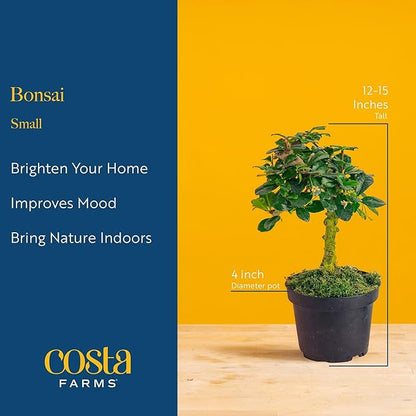 Costa Farms Bonsai Miniature Tree Live Plant in Decorative Pot, Easy Indoor Houseplant, Assorted Variety, Zen Home, Room, or Office Decor, House Warming or Birthday Gift, 12-15 Inches Tall
