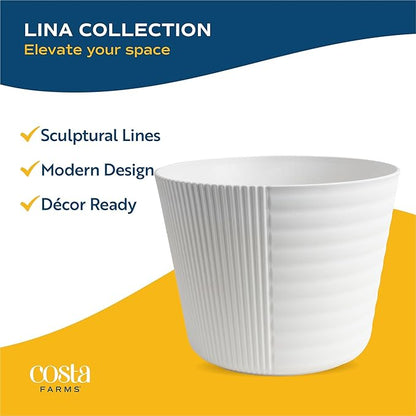 Costa Farms Little Fiddle Leaf Fig Live Plant in Decorative Plant Pot, Indoor Houseplant, Perfect for Home, Room, or Office Decor, Great House Warming or Birthday Gift, 12-18 Inches Tall