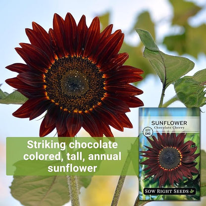Sow Right Seeds - Chocolate Cherry Sunflower Seeds for Planting - Non-GMO Heirloom Packet with Instructions for Growing - Beautiful Giant Flower - Rare Burgundy and Dark Brown Petals (4)