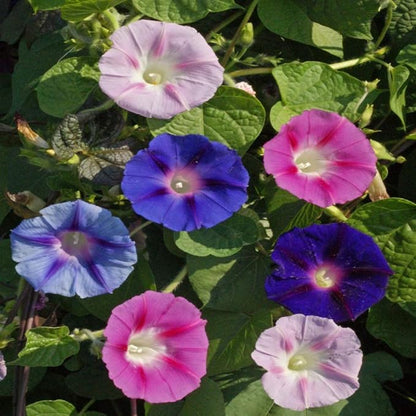 Outsidepride 500 Seeds Annual Ipomoea Purpurea Morning Glory Fieldgrown Climbing Vine Flower Seeds for Planting