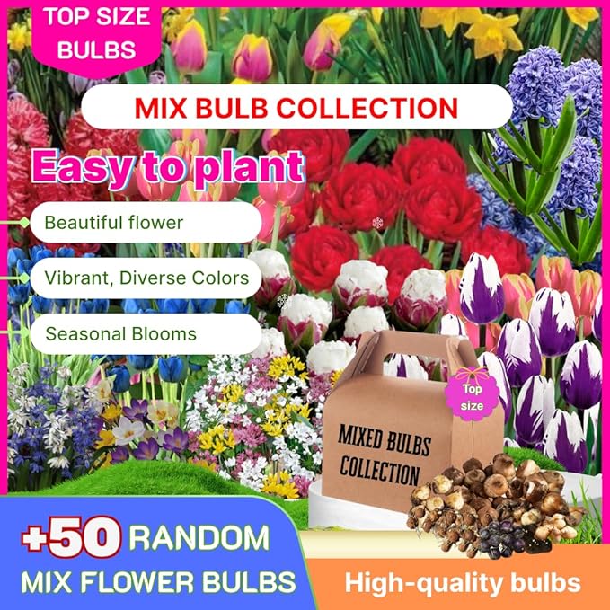 50 Top Size Mix Flower Bulbs for Spring Blooms, Big Bulk Bulbs for Fall Planting, Vibrant Colorful Easy Care, Planting in Borders Flowerbeds Gardens Earliest Blooming